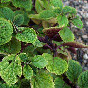 Mona Lavender,Lavender Spur Flower,Prostrate Coleus, Spur Flower,Purple Swedish ivy, Vick's plant,پل